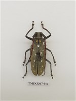 藏品(大衛大天牛)的圖片